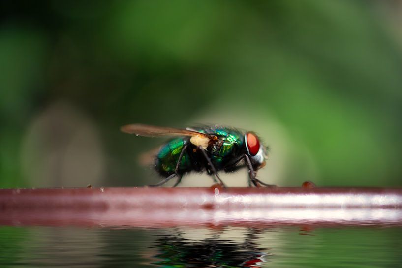 nœud papillon par Dagmar Marina