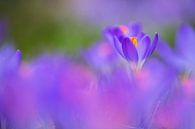 Boerenkrokus, Crocus tomassinianus van AGAMI Photo Agency thumbnail