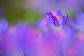Boerenkrokus, Crocus tomassinianus sur AGAMI Photo Agency