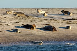 Seals on the beach