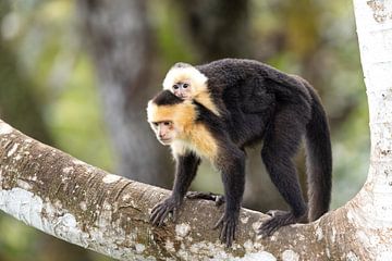 Singe-capucin à épaules blanches sur Rob Kempers