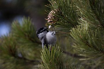 Grijze vogel in de boom | chickadee | Yellowstone National Park van Kimberley Helmendag