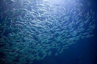 School of herring fishing underwater