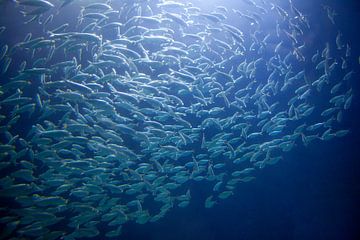 School of herring fishing underwater by Frans Rombout