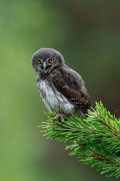 Young mini owl sitting in the tree. van Johannes Jongsma