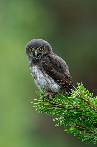 Young mini owl sitting in the tree.