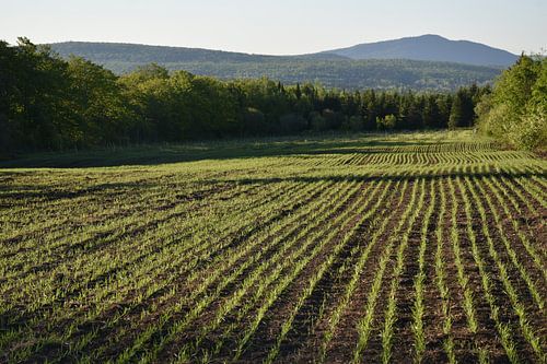 Een gebied van haver in de lente