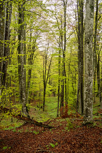 The Luminous Trails