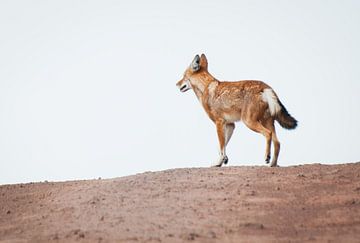 Lone wolf by Merijn Ruijter