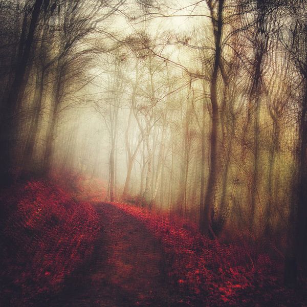 Mysterious forest by Dirk Wüstenhagen