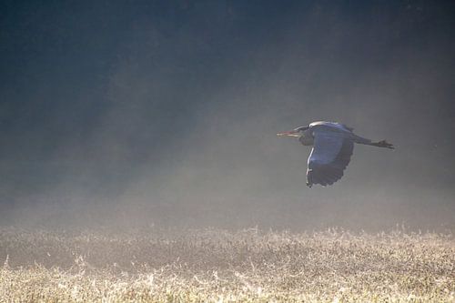 Blauwe reiger vliegend door de ochtendmist