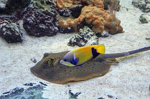 exotische fische