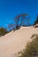 Duinen in het bos