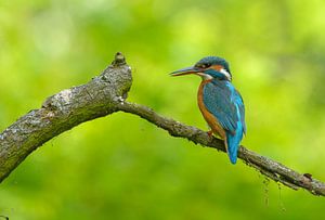 Eisvogel im Schatten