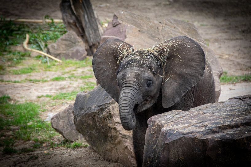 Baby elephant with big ears by Denise Vlieland