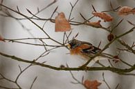 Kneu in de winter van Antoine Deleij thumbnail