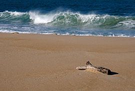 Bois flotté sur une plage au Portugal sur Lensw0rld