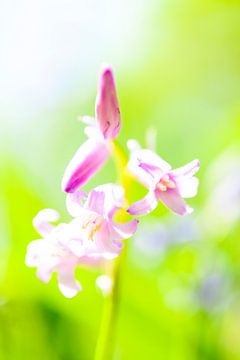 Wild Hyacinth close up by Sjoerd van der Wal Photography