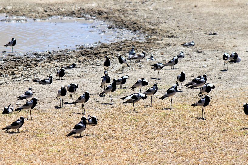Birds by Roger Hagelstein