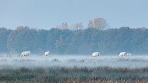 Witte koeien in mistige velden van Karla Leeftink
