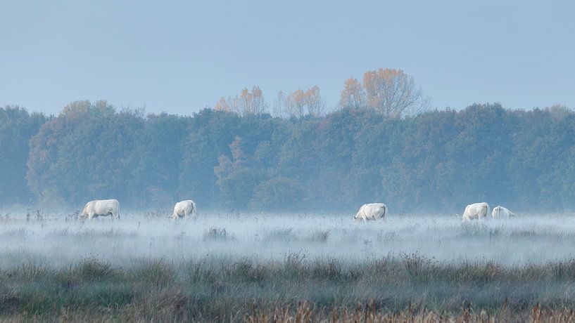 Witte koeien in mistige velden van Karla Leeftink