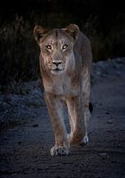Lioness from the front in Namibia