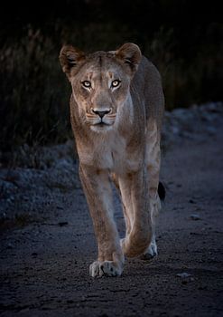 Löwin von der Front in Namibia