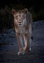 Lioness from the front in Namibia by Jurrie Renskers thumbnail