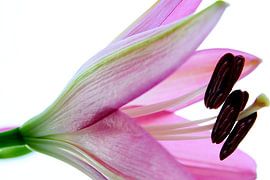 FLOWER DREAMS 18 by Miroslav Ptacek