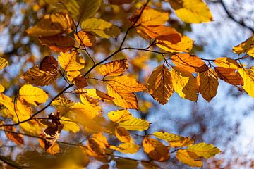 Herbst im Bergerbos von Rob Donders Beeldende kunst