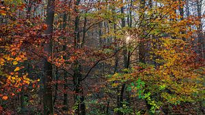 Herbstwald