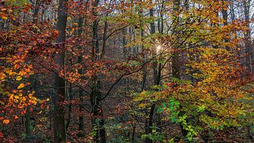 Forêt d'automne sur Horst Husheer