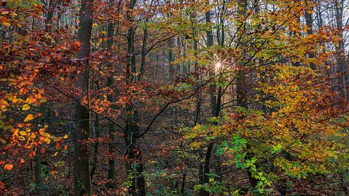 Herbstwald