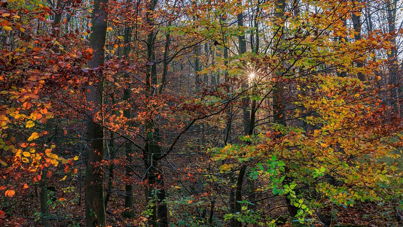 Autumn forest by Horst Husheer