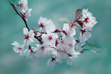 Frühlingsblüte von Violetta Honkisz