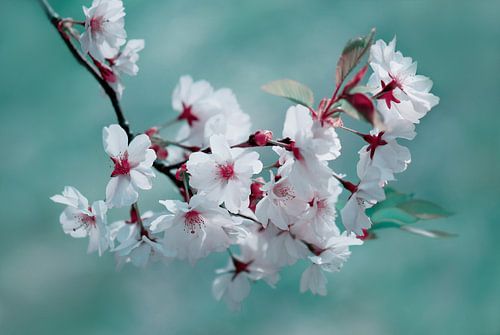 Frühlingsblüte