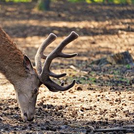 Ein Hirsch schnüffelt zwischen den Kiefernzapfen am Boden von Wouter van der Ent