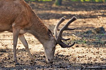 Un cerf reniflant le sol parmi les pommes de pin