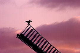 Silhouette of Cormorants by DayDreamZ