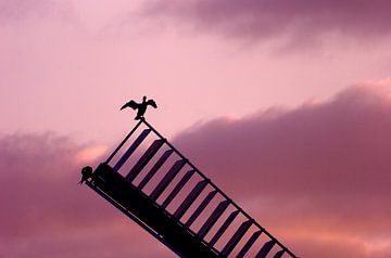 Silhouette de cormorans sur DayDreamZ