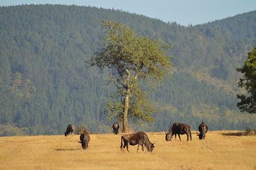 Buffels, Swaziland van Robin de Meulder