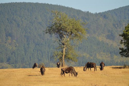 Buffels, Swaziland