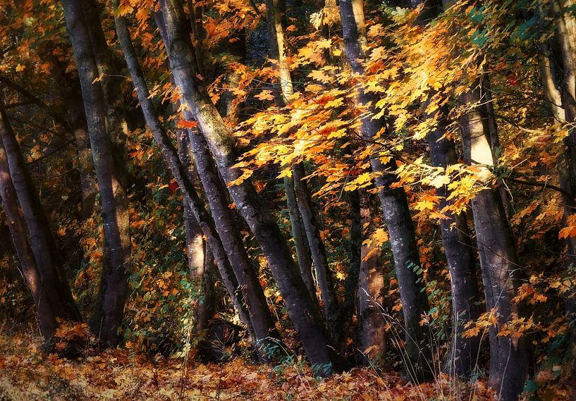 Autumn in The Gavers 8 by Maickel Dedeken