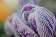 Close-up van een paarswitte crocus van Gerrit Veldman thumbnail
