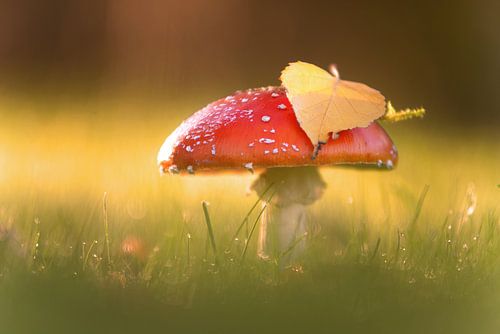 Herbstfarben rot, gelb, grün