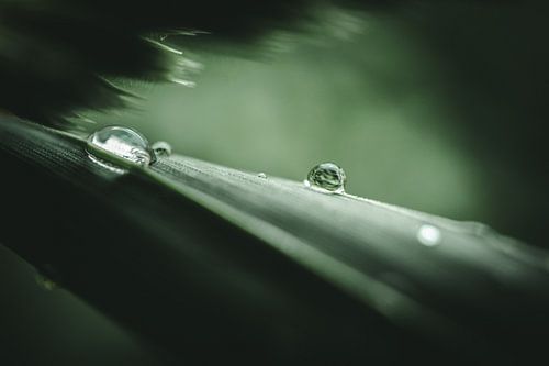 Druppels op het gras