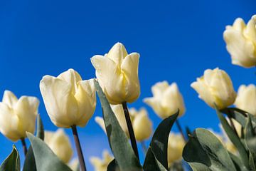 Tulipe blanche sur Elly Damen