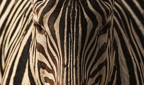 Zebra gefotografeerd bij Burgers Zoo.