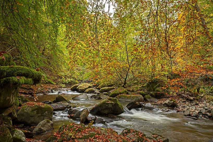 Birks Of Aberfeldy, Moness, Nr Aberfeldy, Perthshire, Scotland,  by Arch White