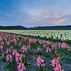 Kleurrijk bloemenveld in de bollenstreek van Marcel Tuit